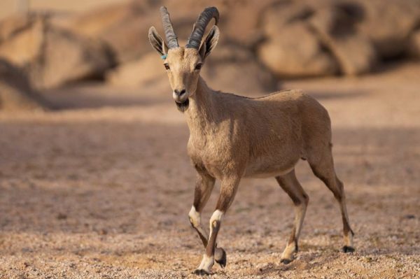 Nubian ibex breeding in Saudi Arabia